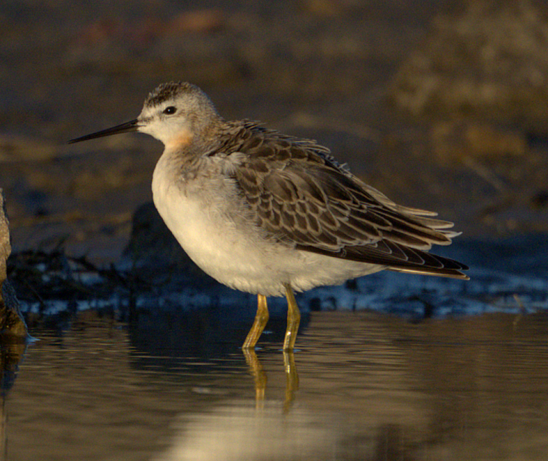 Wilson's Phalarope - ML639338139