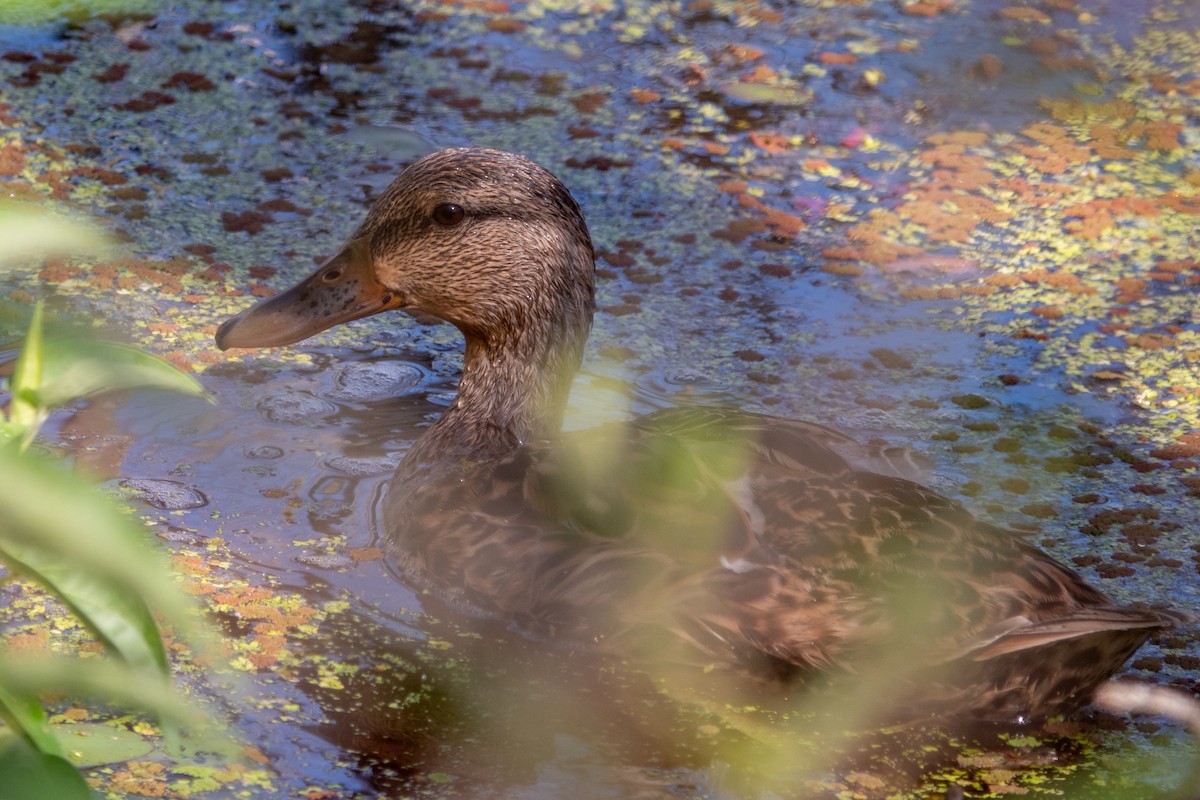 Mallard - ML639338148