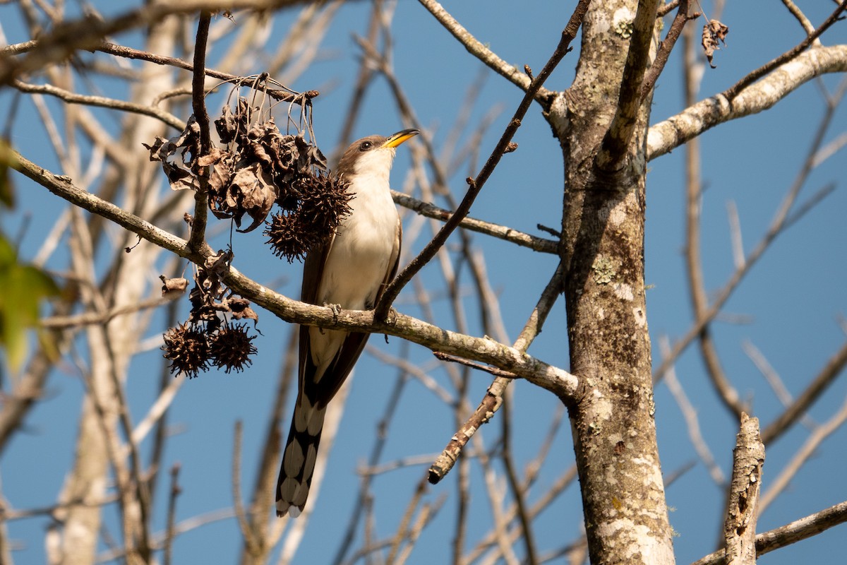 Yellow-billed Cuckoo - ML639338154