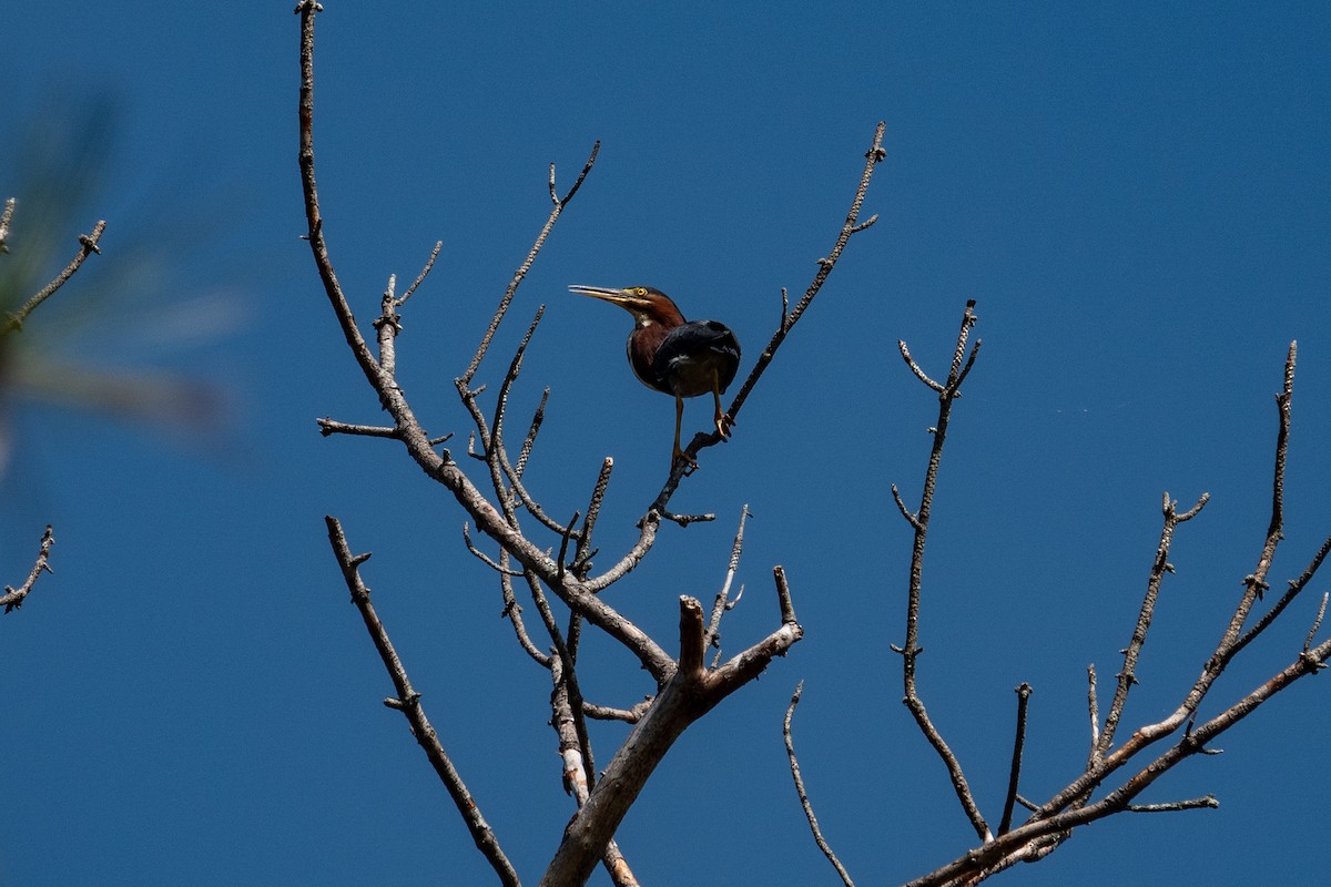 Green Heron - ML639338160