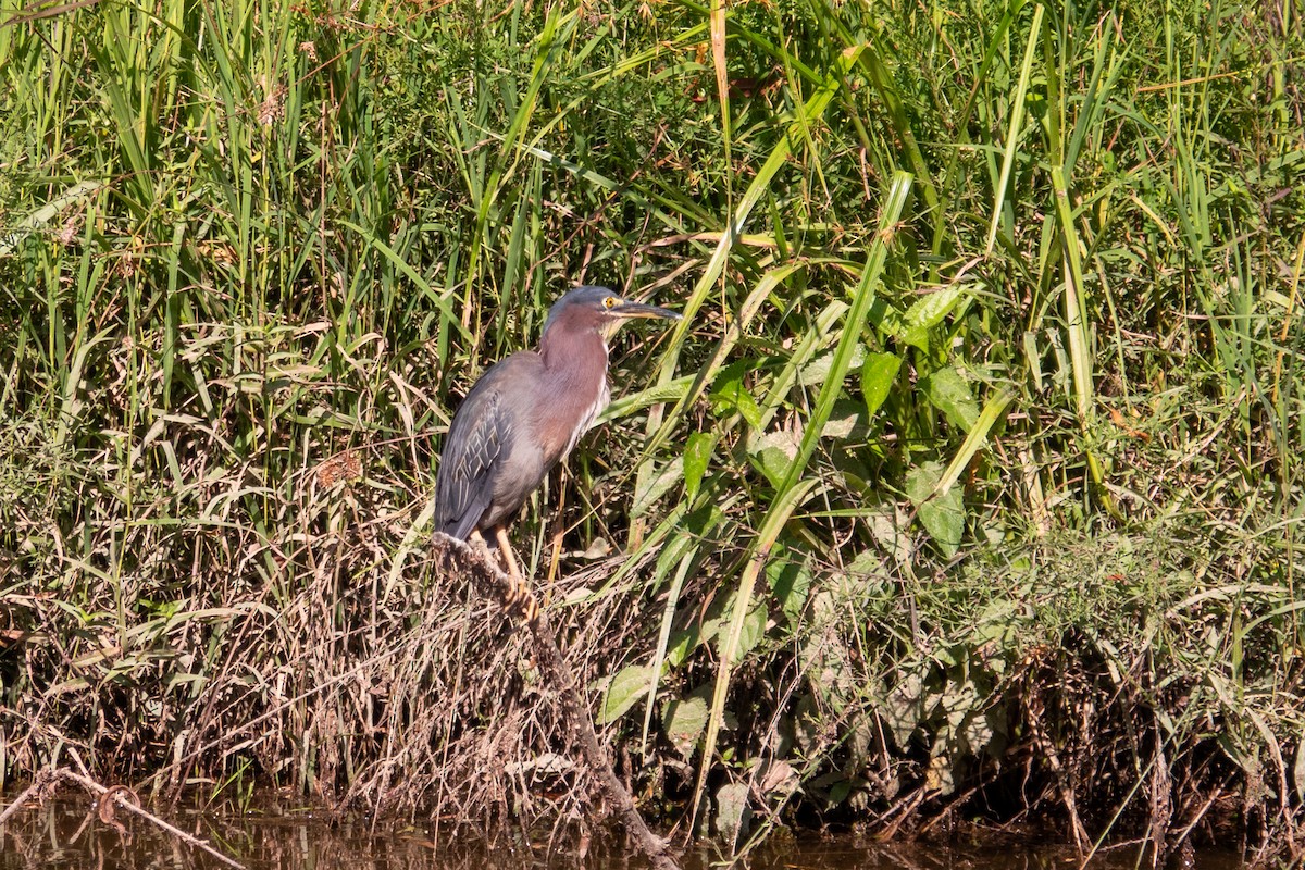 Green Heron - ML639338162