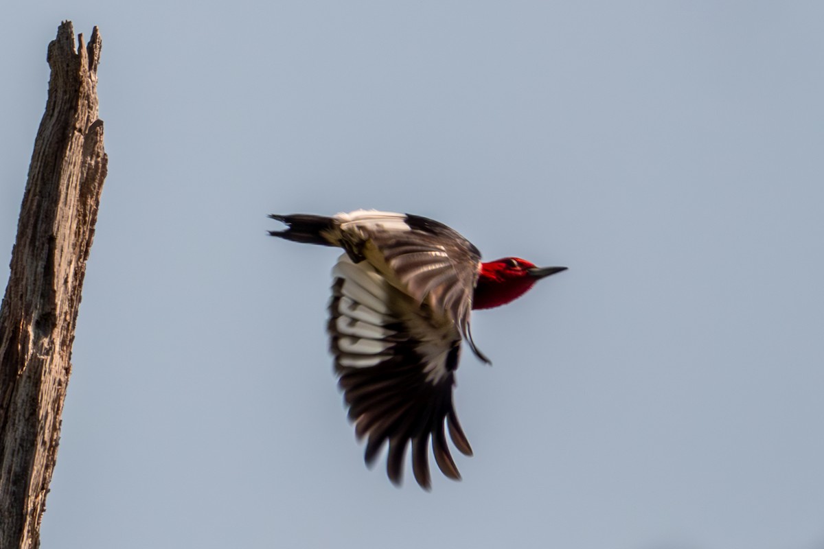 Red-headed Woodpecker - ML639338170
