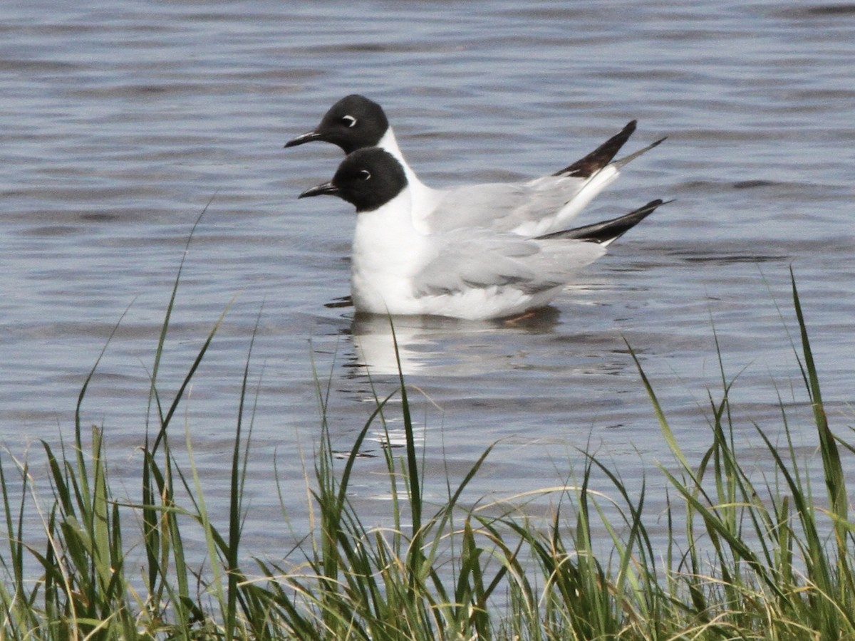שחף אמריקני - ML639338208