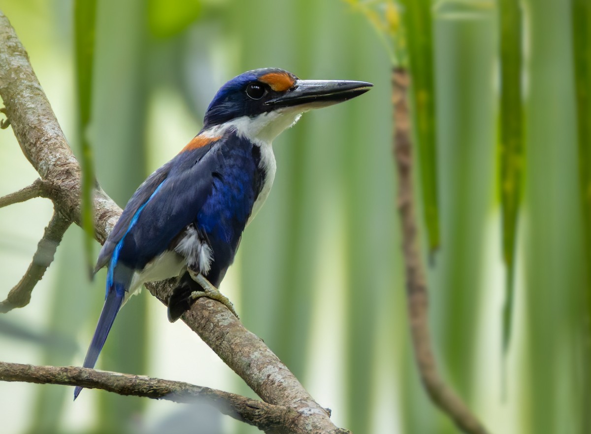 Rufous-lored Kingfisher - ML639338236