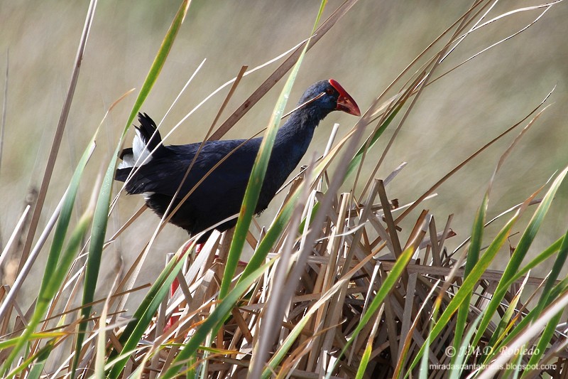 Western Swamphen - ML639338270