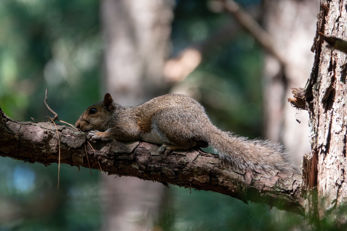 Mammals - ML639338276