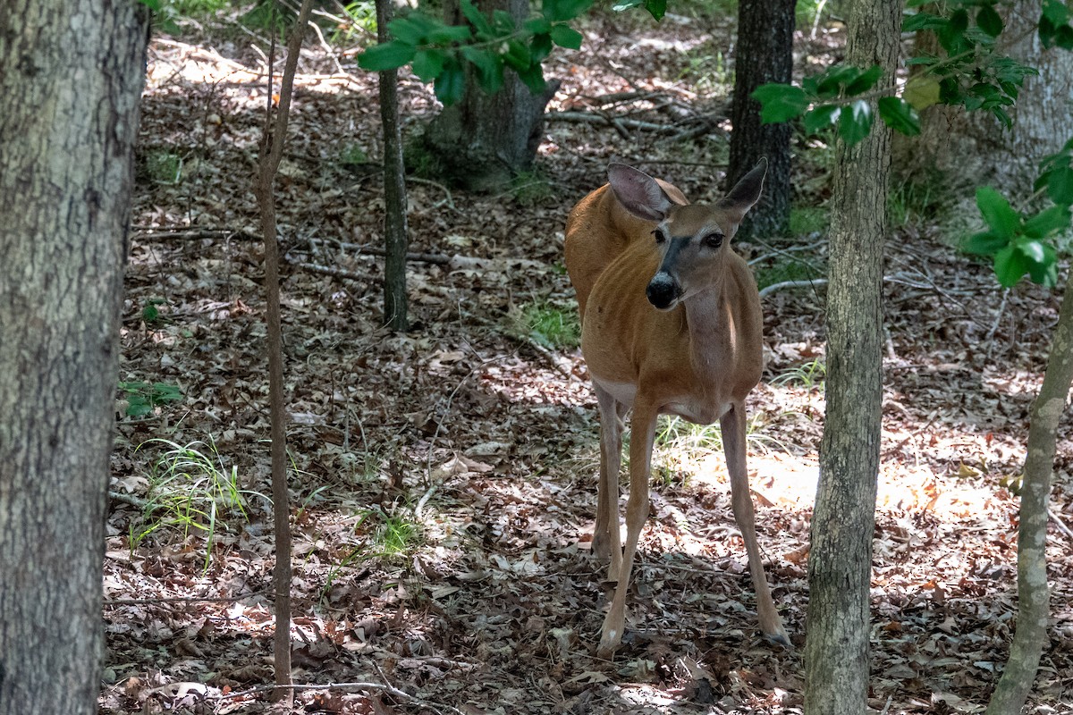 Mammals - ML639338277