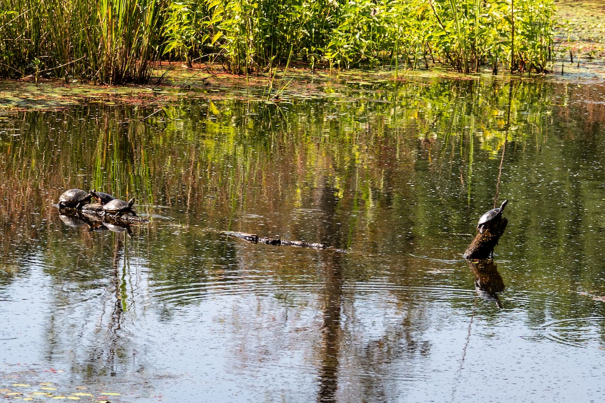 Reptiles - ML639338278