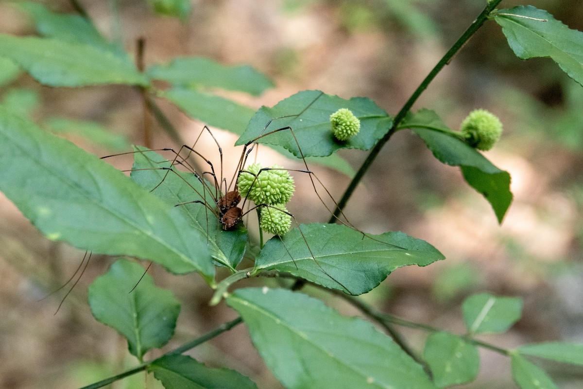 Insects - ML639338279