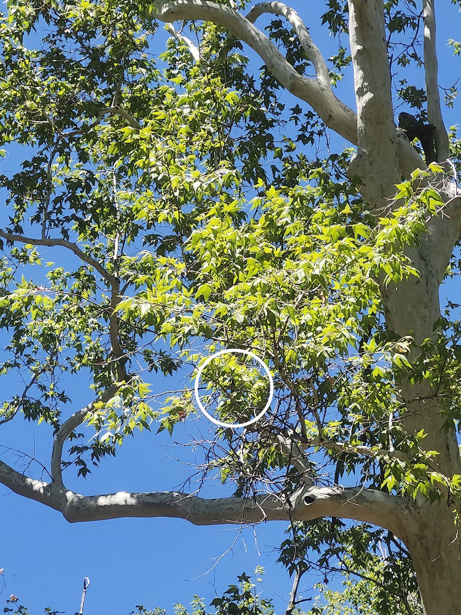 Berylline Hummingbird - ML639338281