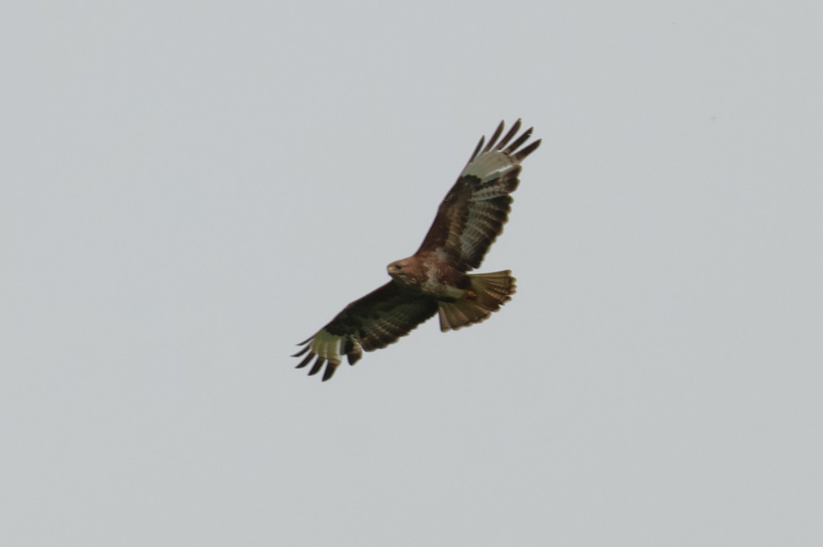Common Buzzard - ML639338389