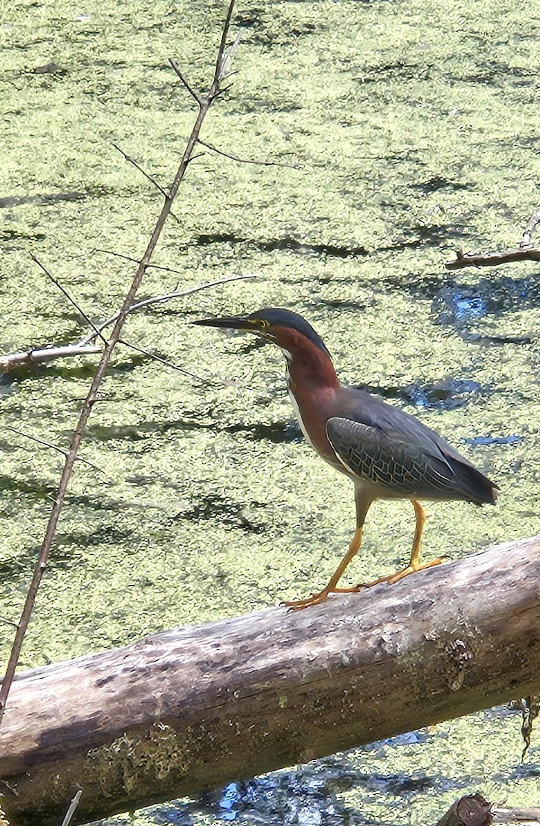 Koartzatxo berdea - ML639338406