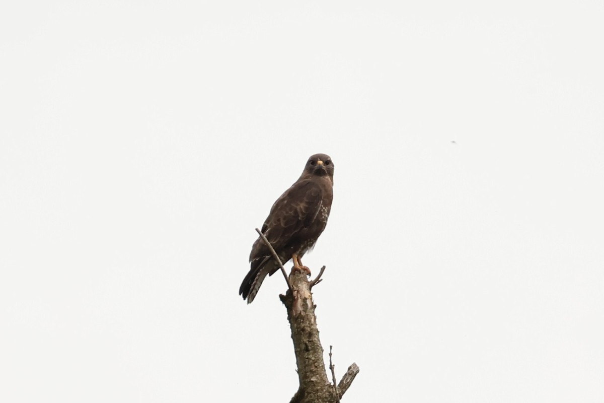 Common Buzzard - ML639338496