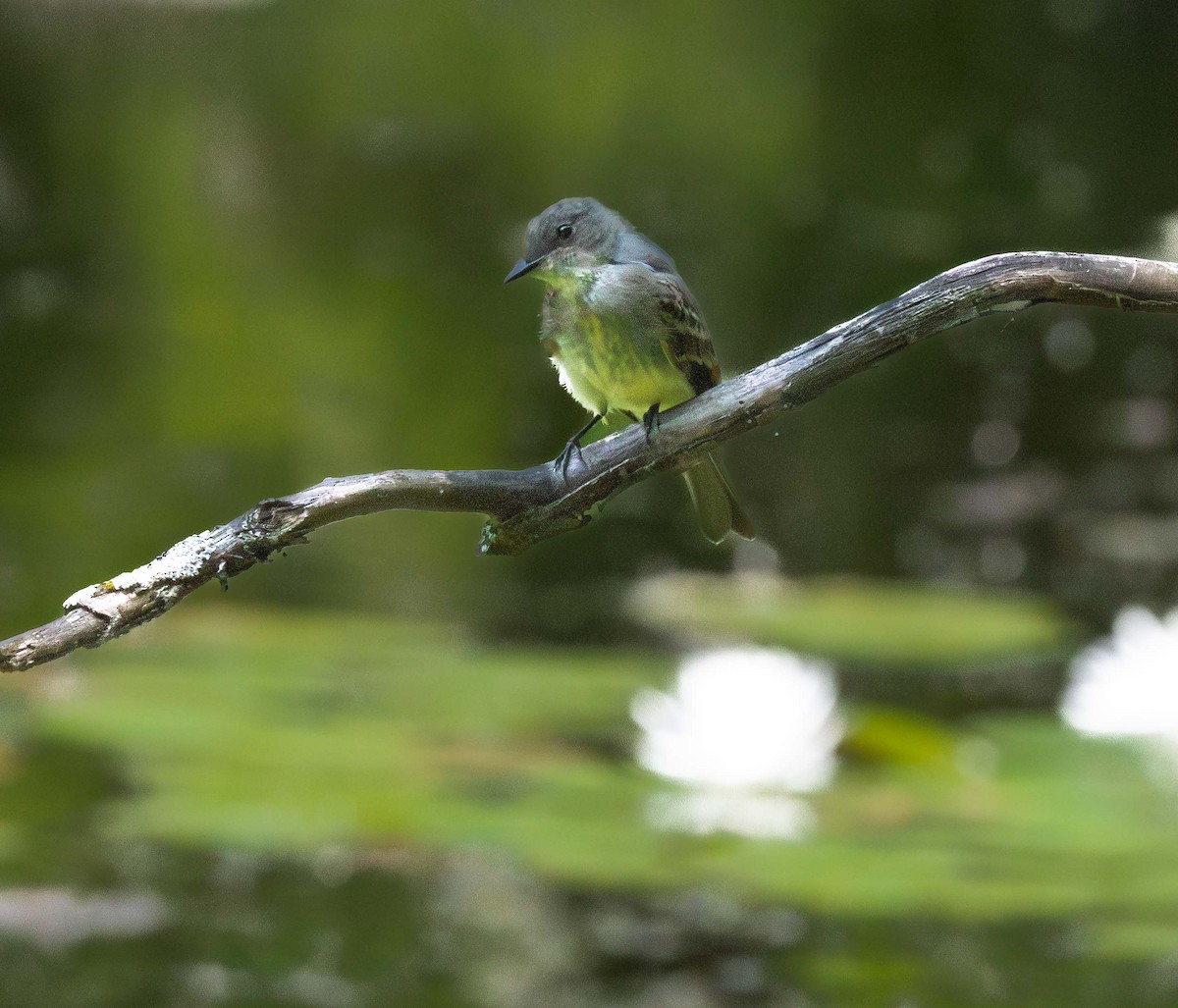 Willow Flycatcher - ML639338552