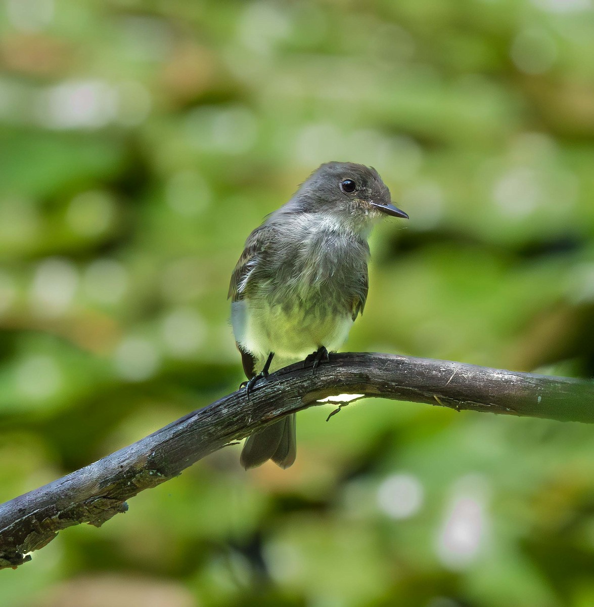 Willow Flycatcher - ML639338553