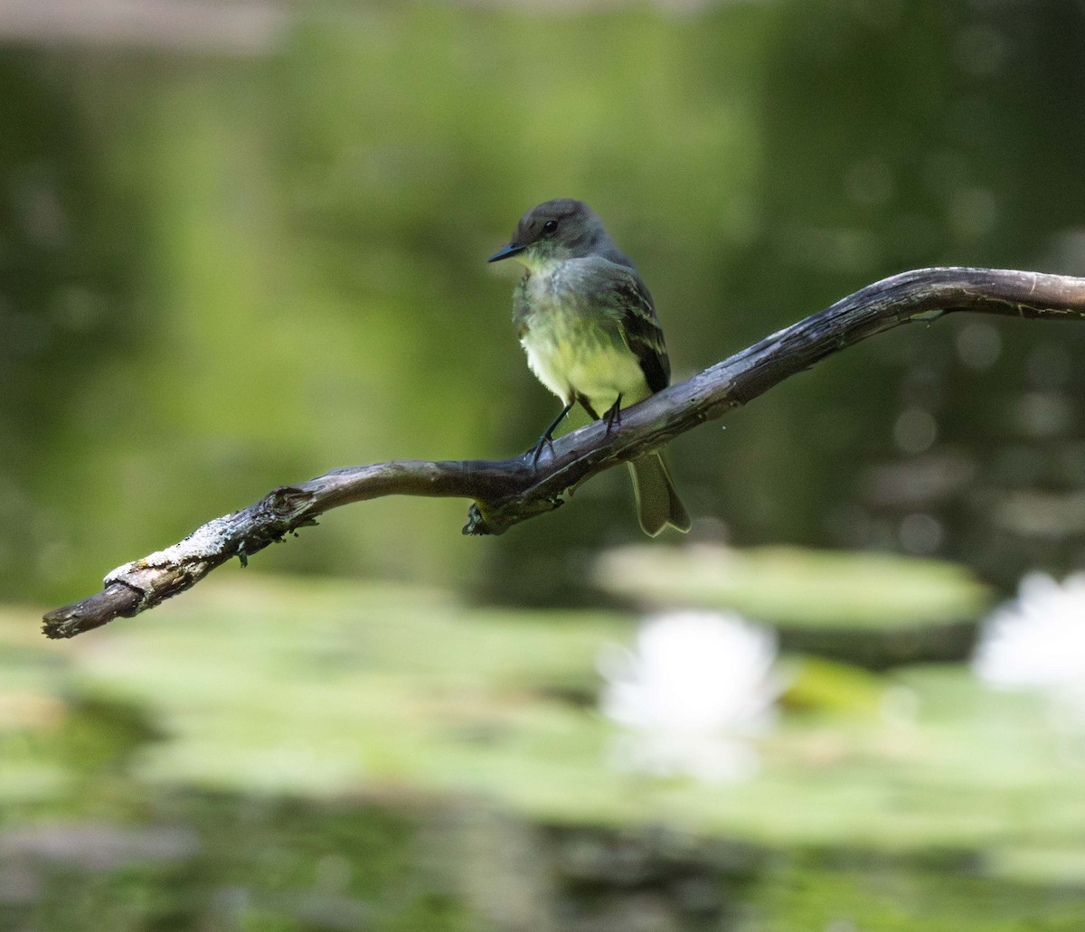 Willow Flycatcher - ML639338554