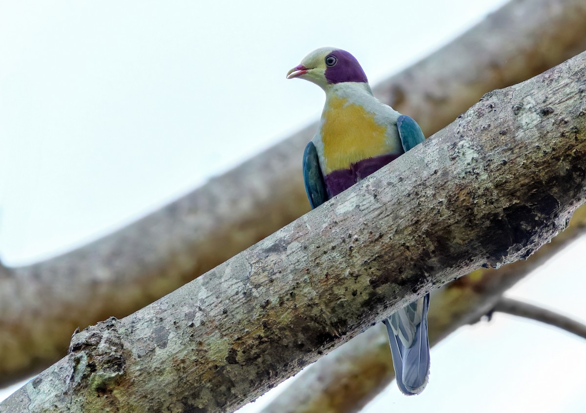 Yellow-breasted Fruit-Dove - ML639338561