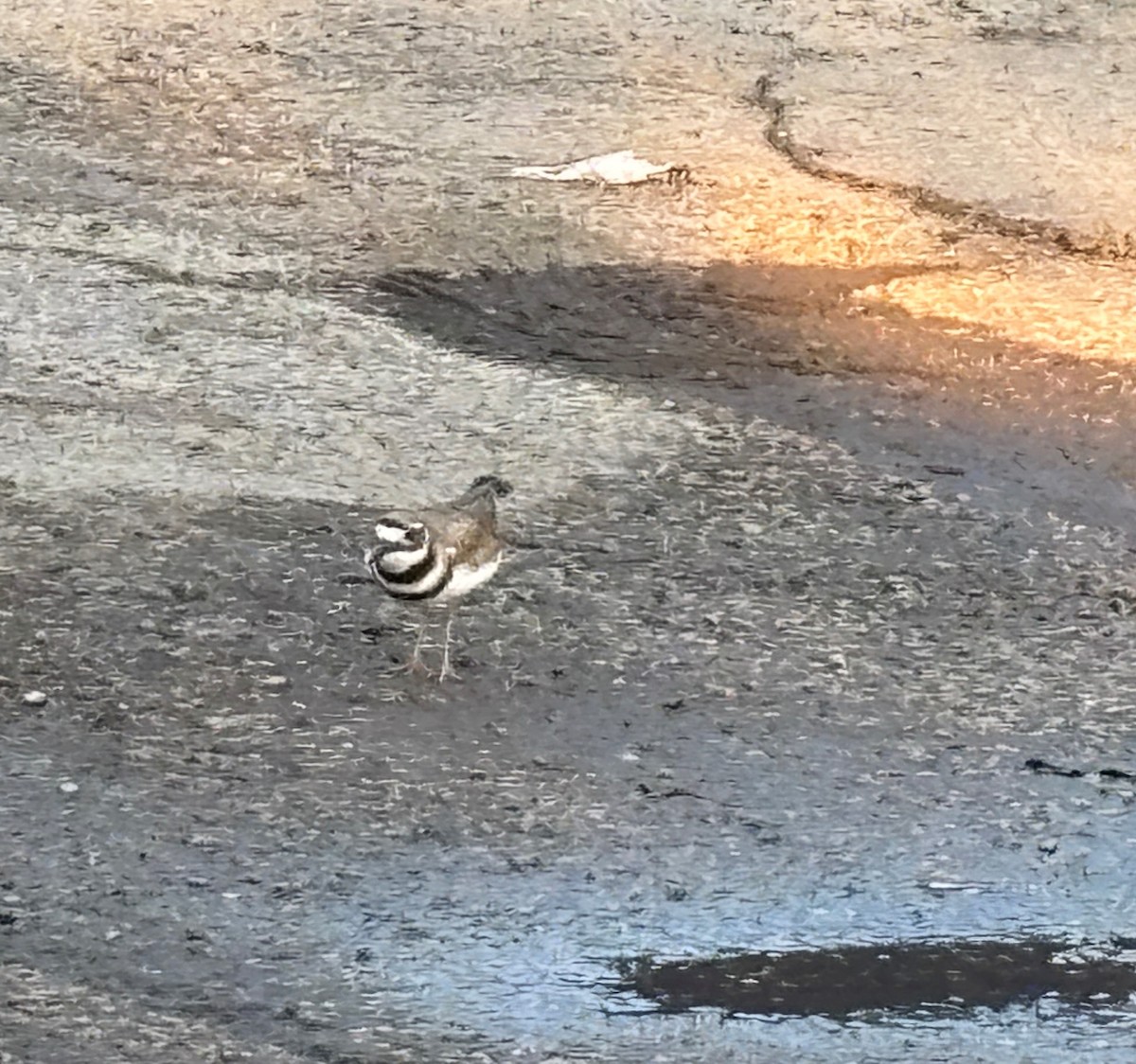 Killdeer - ML639338615