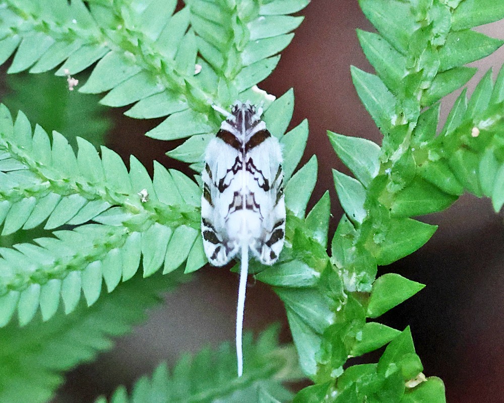 Cixiid planthoppers - ML639338684
