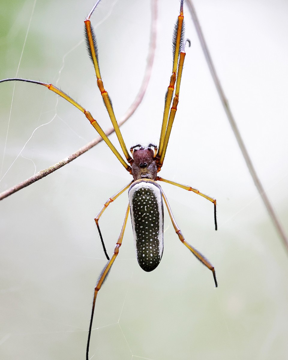 Golden Silk Spider - ML639338693