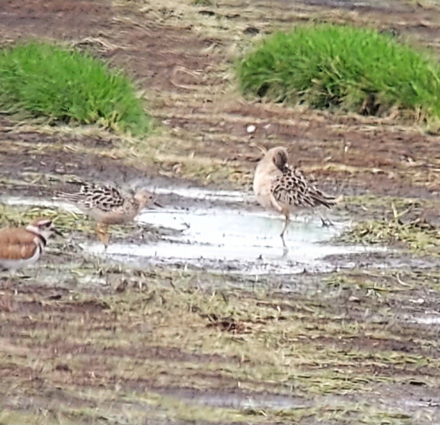 Buff-breasted Sandpiper - ML639338732