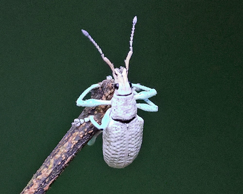 True Weevils - ML639338737