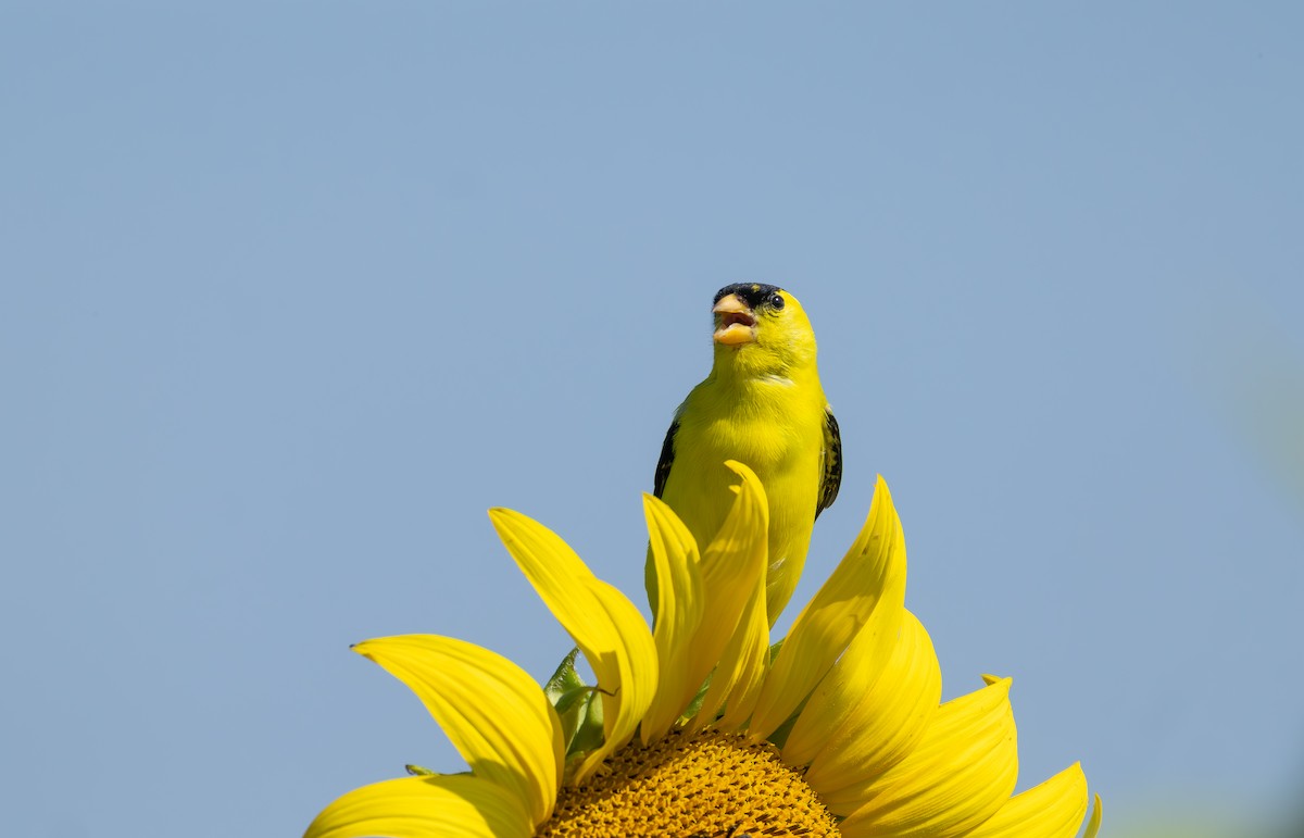 American Goldfinch - ML639338749
