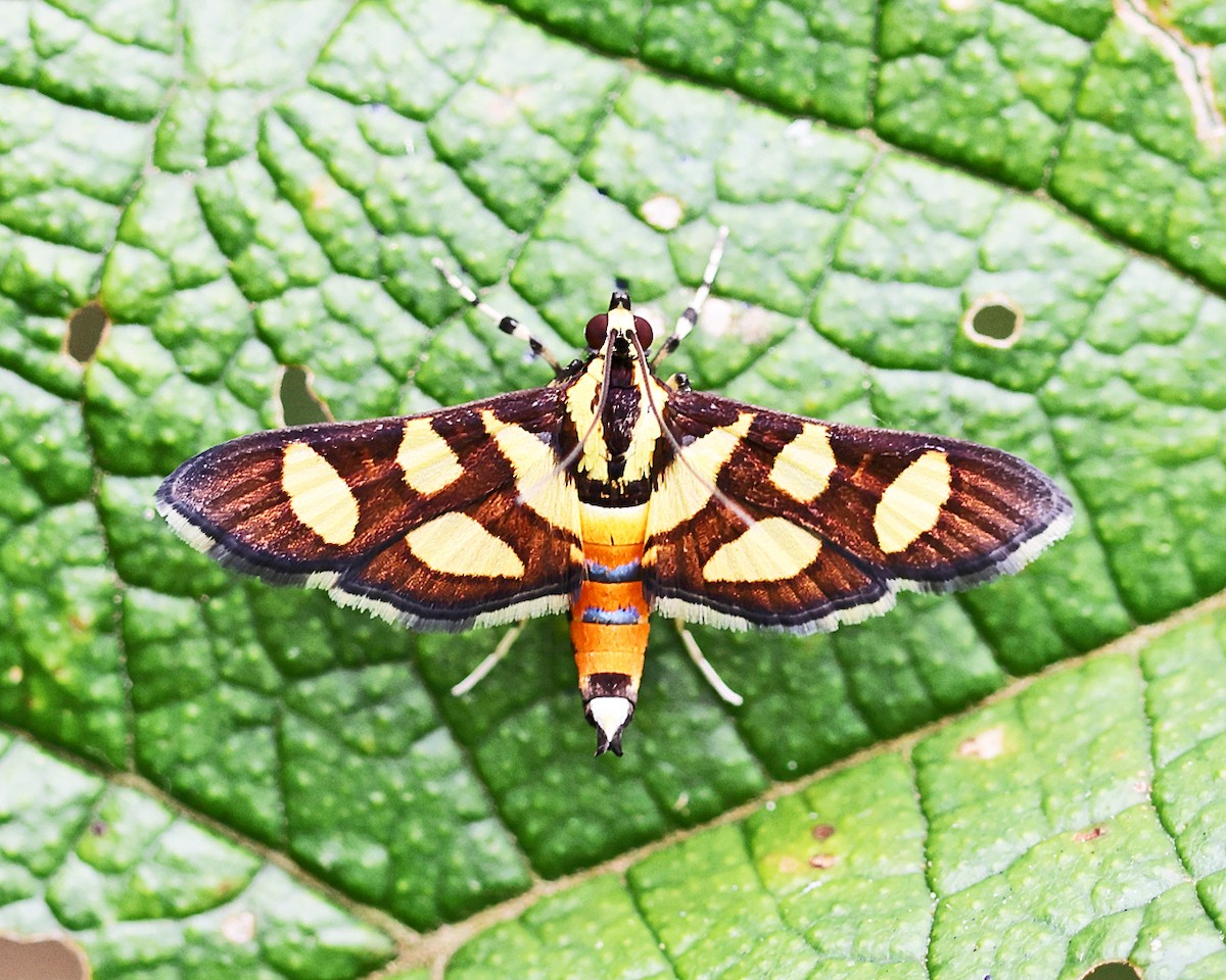 Orange-spotted Flower Moth - ML639338753
