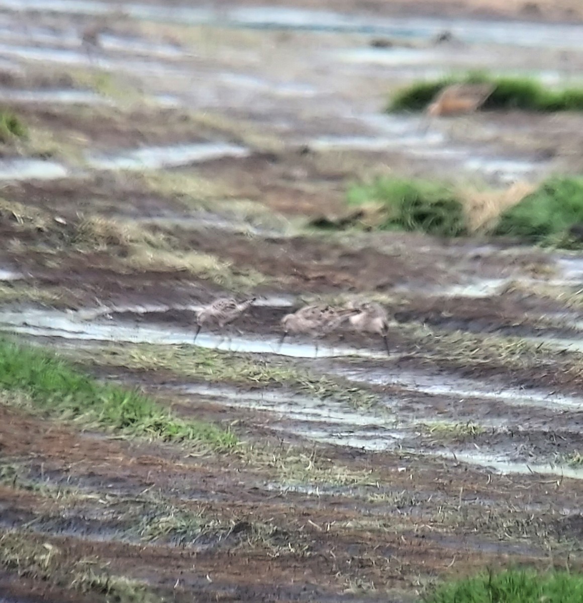 Stilt Sandpiper - ML639338773