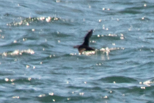 Tufted Puffin - ML639338776