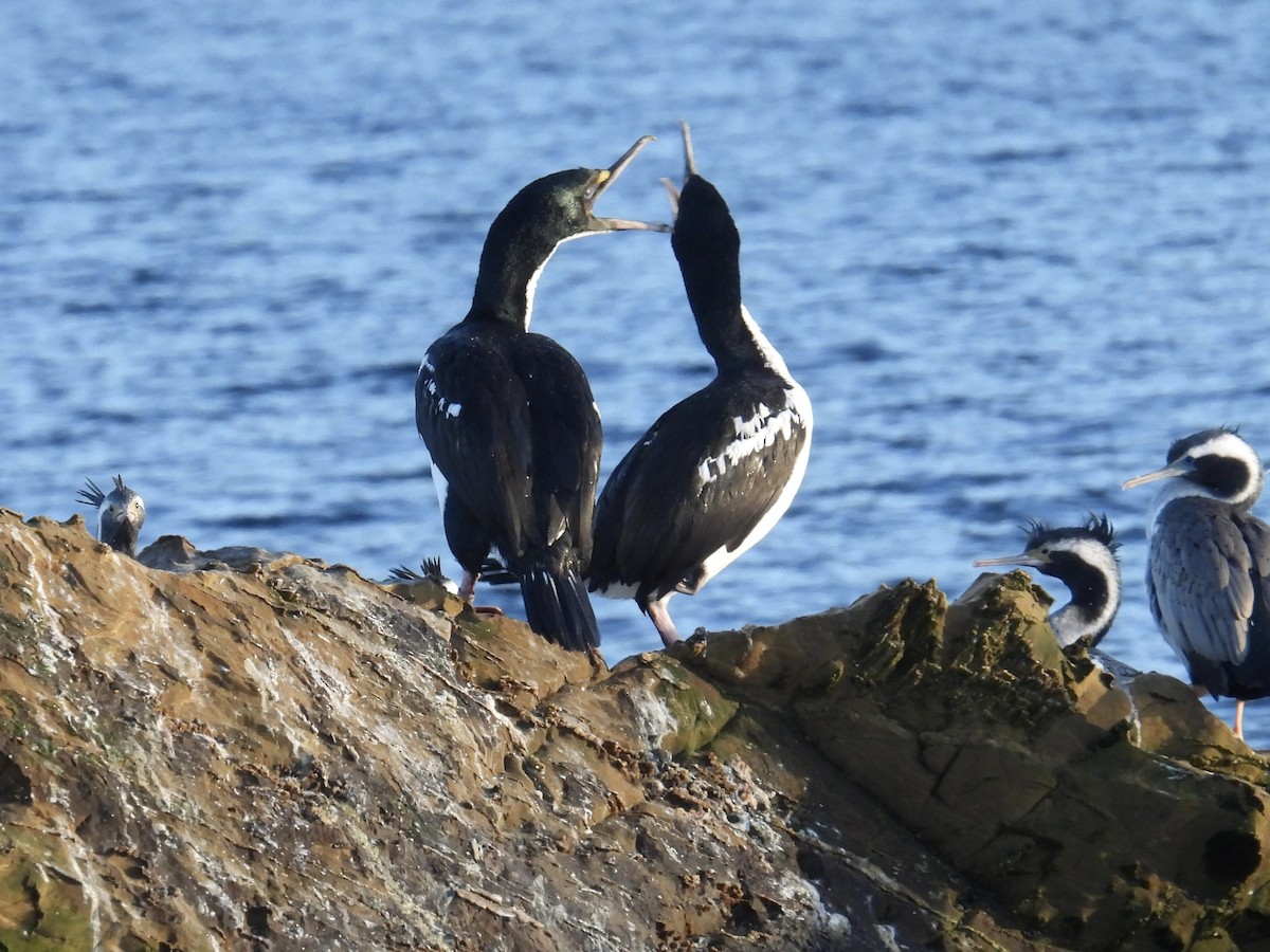 New Zealand King Shag - ML639338859