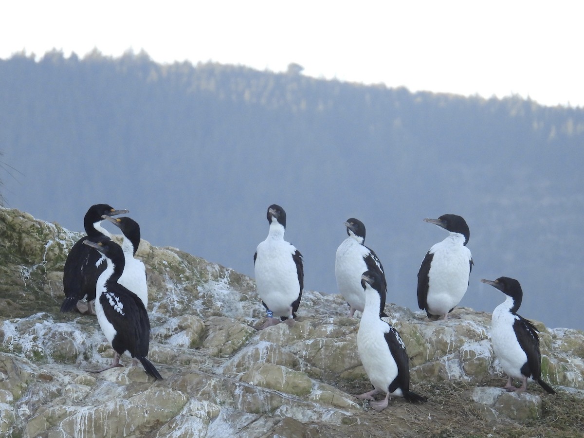 New Zealand King Shag - ML639338860