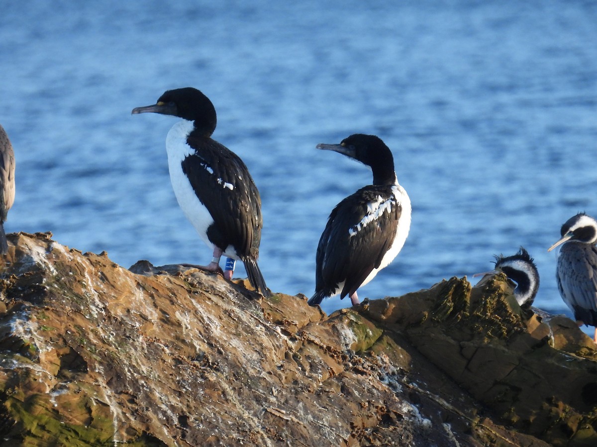 New Zealand King Shag - ML639338861