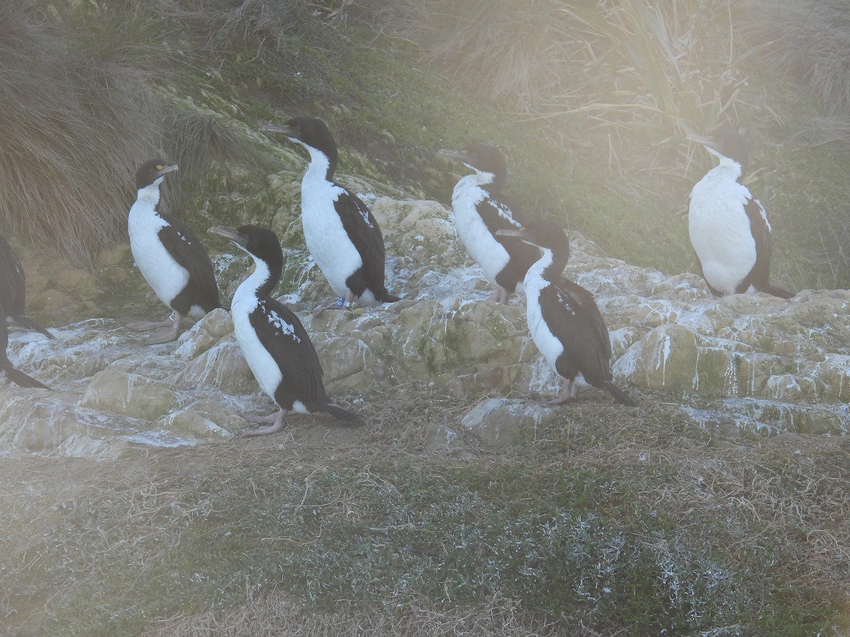 New Zealand King Shag - ML639338862