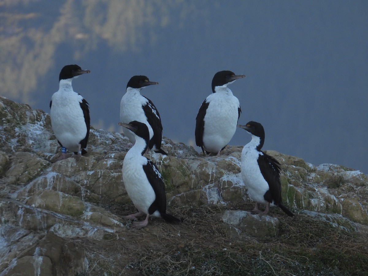 New Zealand King Shag - ML639338863