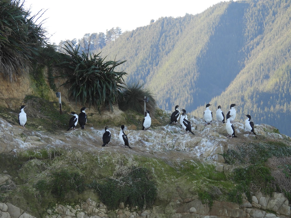 New Zealand King Shag - ML639338864