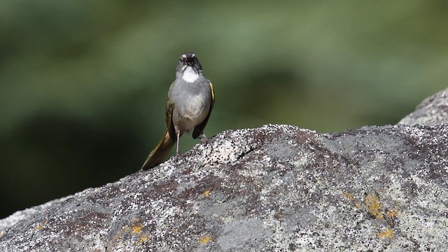 Green-tailed Towhee - ML639338874