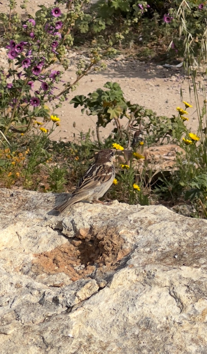 Spanish Sparrow - ML639338884