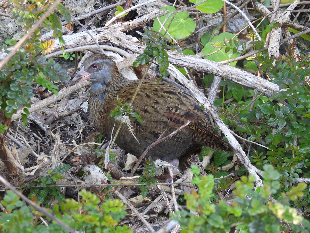 chřástal weka - ML639338892