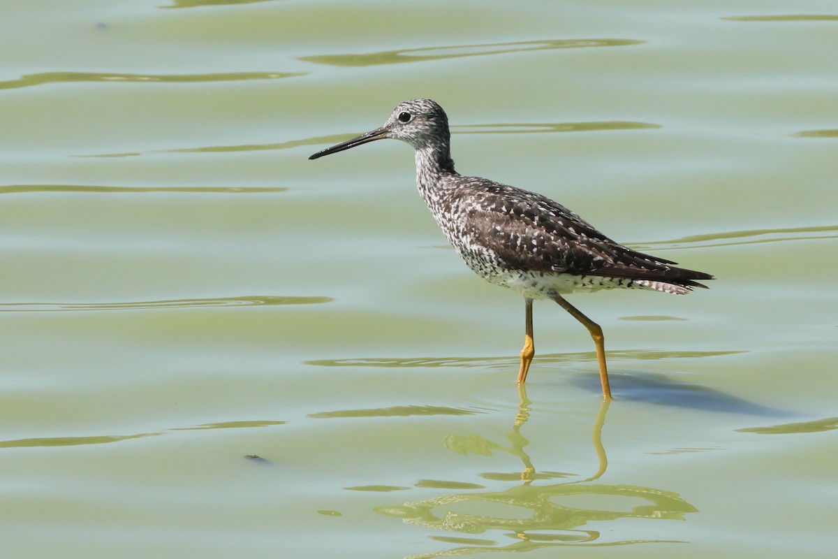 Greater Yellowlegs - ML639338909