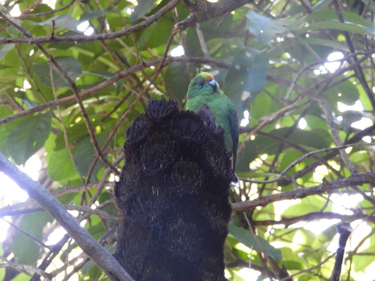 Malherbe's Parakeet - ML639338920