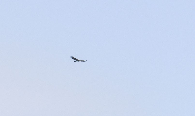 Цармын бүргэд - ML639338943