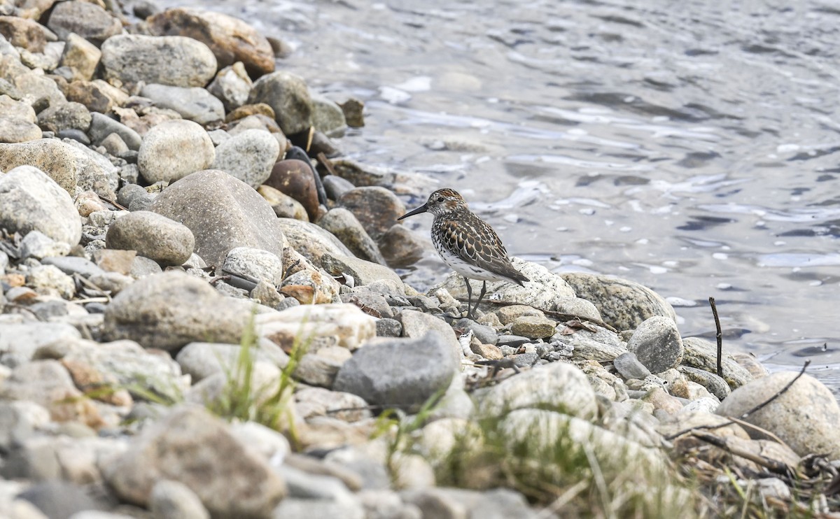Western Sandpiper - ML639338956