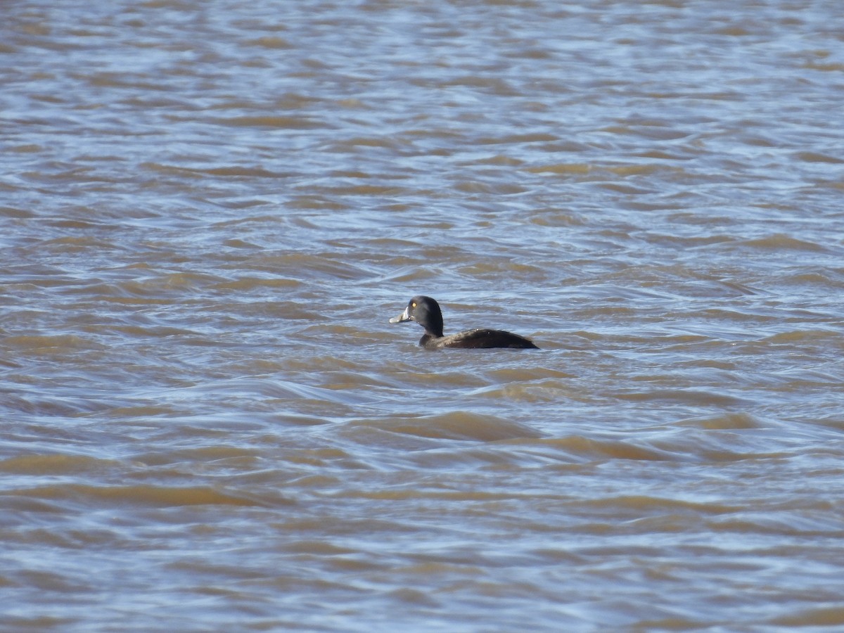 New Zealand Scaup - ML639338977