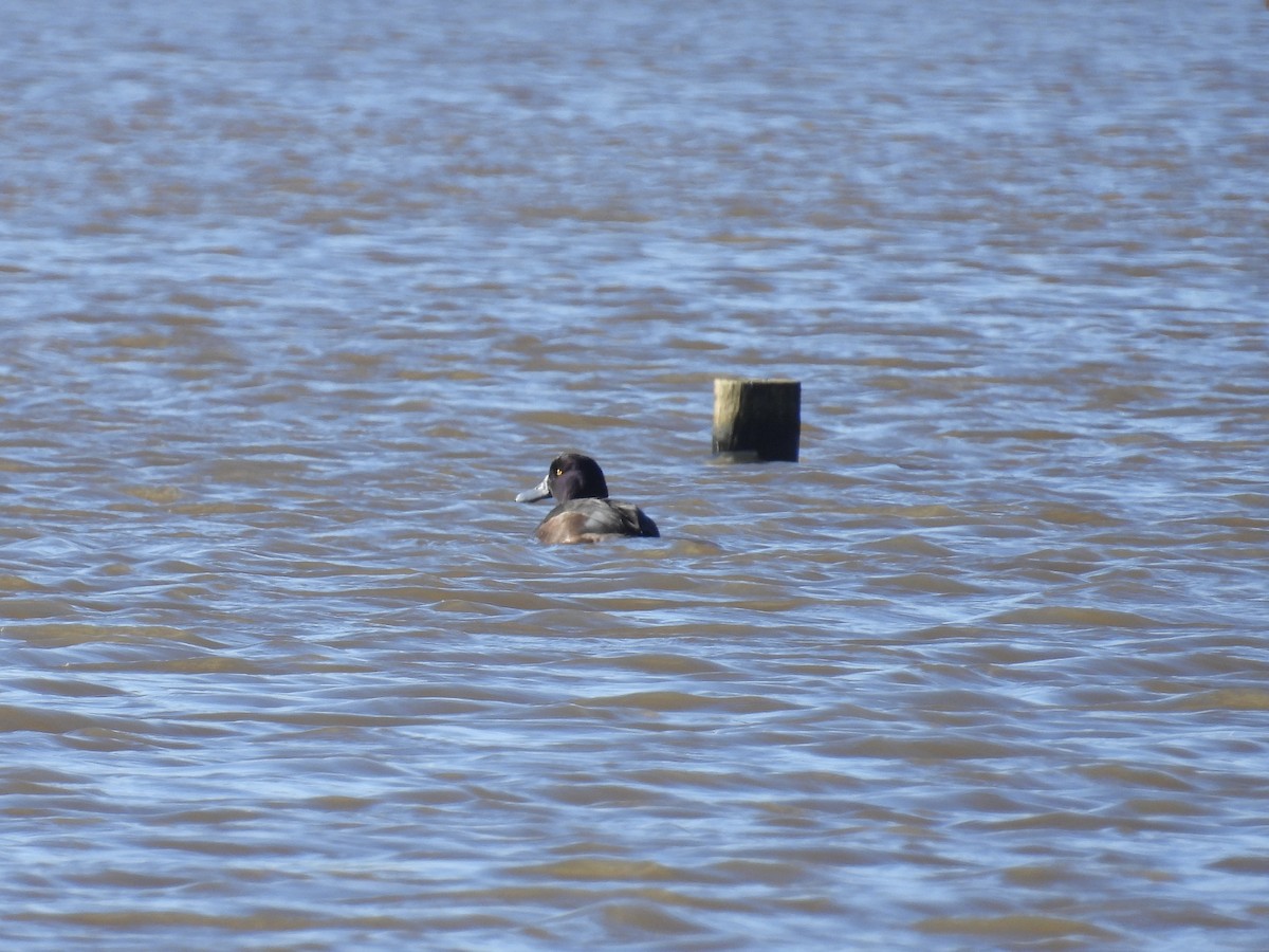 New Zealand Scaup - ML639338978