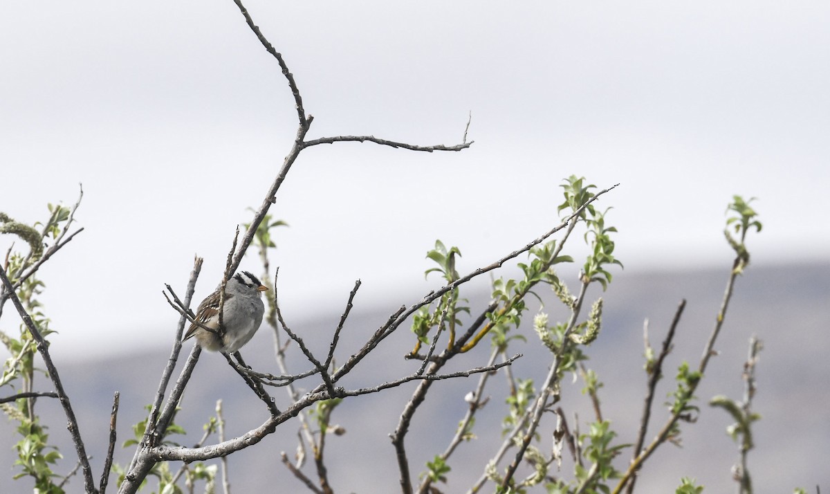 White-crowned Sparrow (Gambel's) - ML639338979