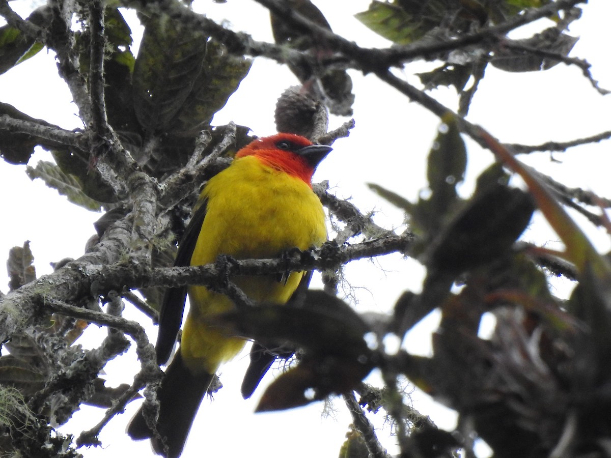 Red-hooded Tanager - ML639338996