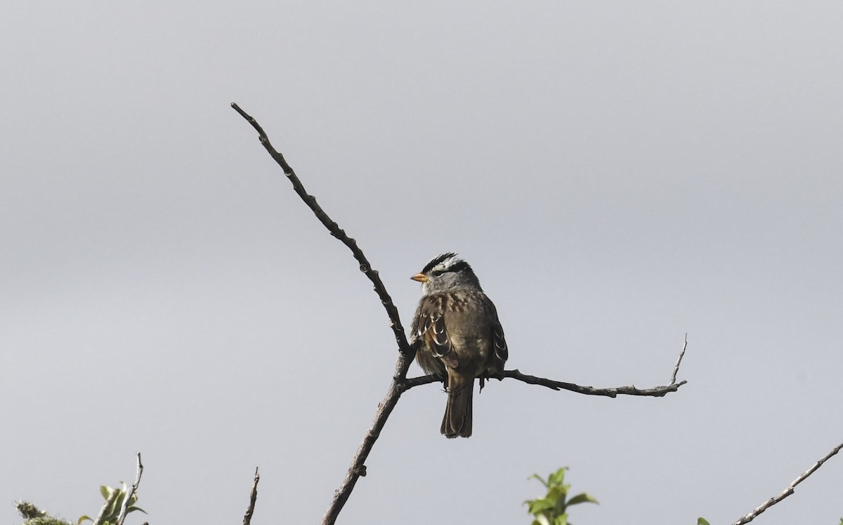 White-crowned Sparrow (Gambel's) - ML639339006
