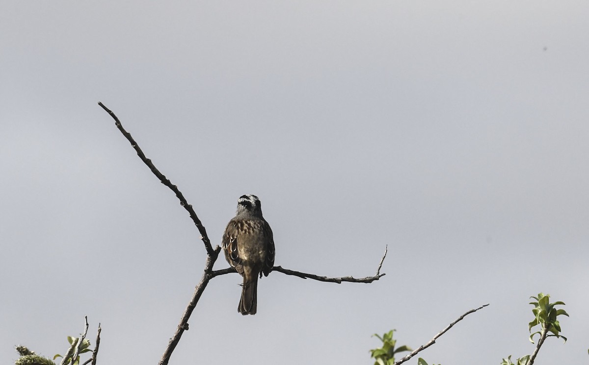 White-crowned Sparrow (Gambel's) - ML639339007
