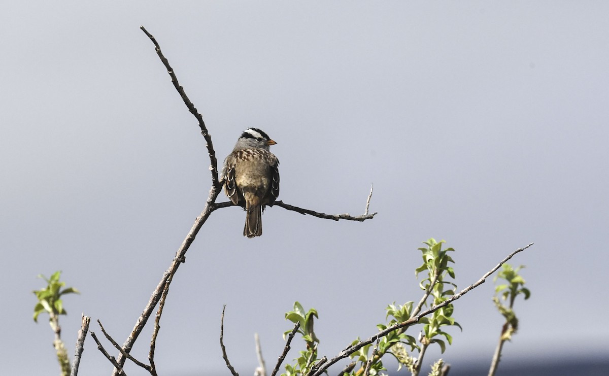 White-crowned Sparrow (Gambel's) - ML639339008
